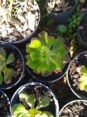 Sedum prealtum