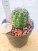 Echinopsis M10