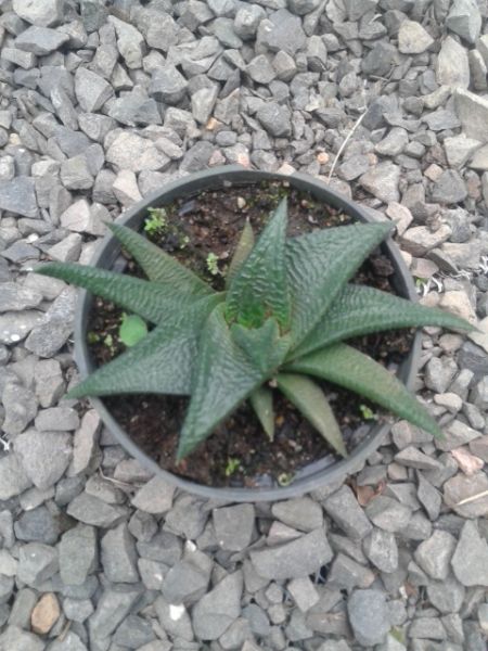 Haworthia twister