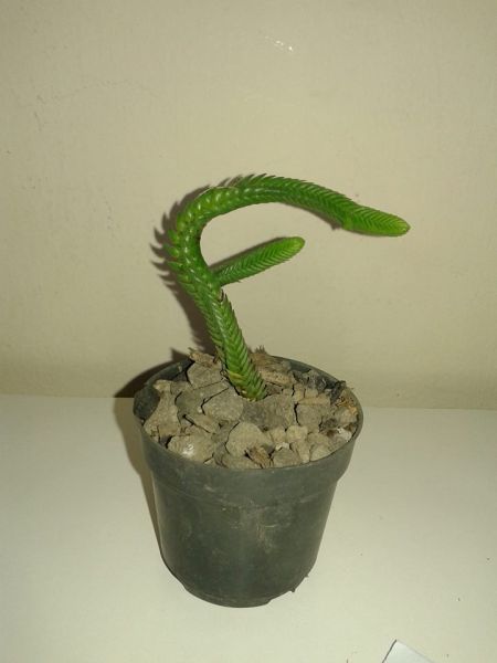 Crassula piramialis