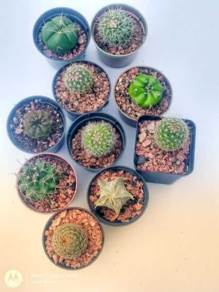 10!Mini Cactos