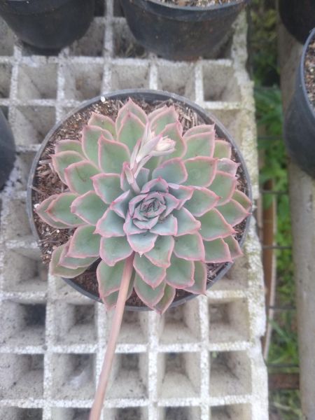 Echeveria adorn