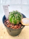 Echinopsis M12