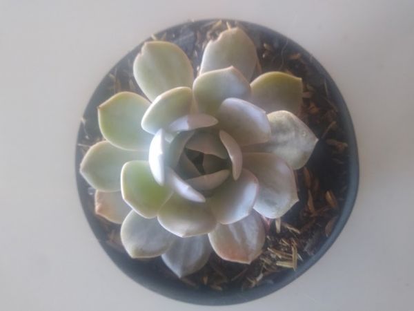 Echeveria carly argentea