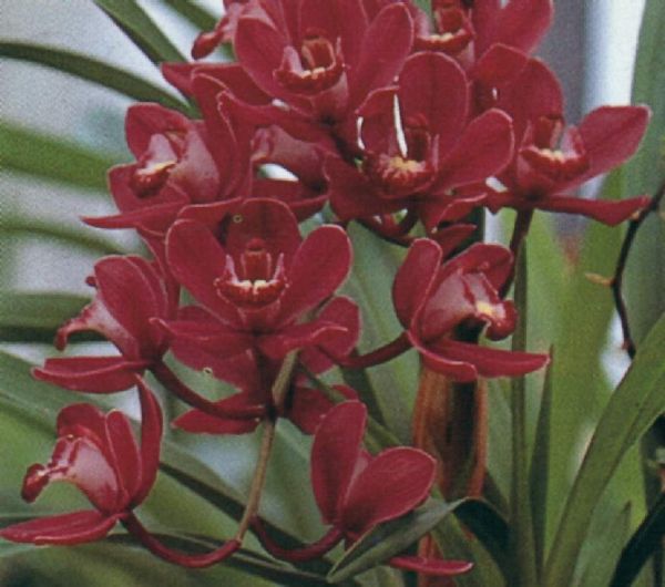 Cymbidium - cores sortidas