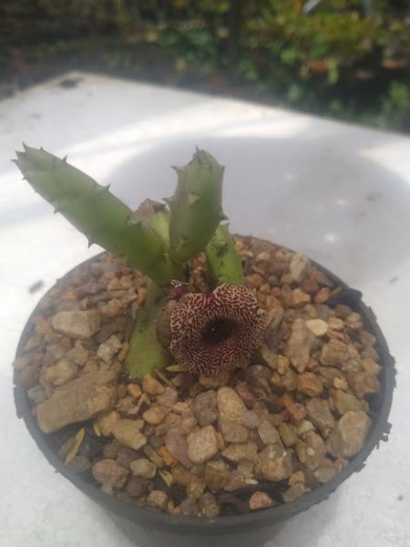 Huernia recondita