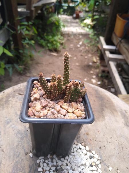 Opuntia microdaysys rufida forma anã.