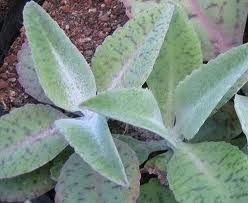 Kalanchoe gastonis-bonnieri