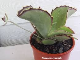 Kalanchoe synsepala