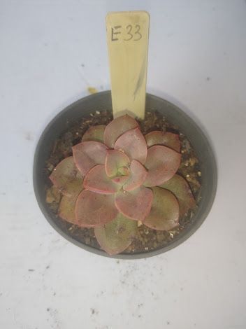 Echeveria Chroma Muda