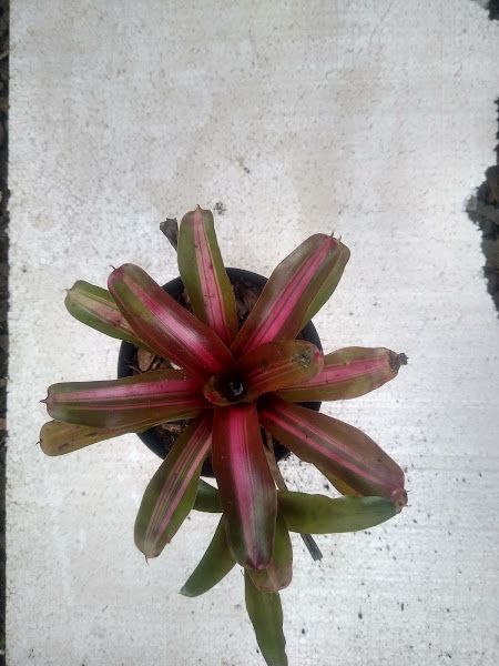 Neoregelia Fire ball variegata