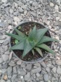 Haworthia Twister