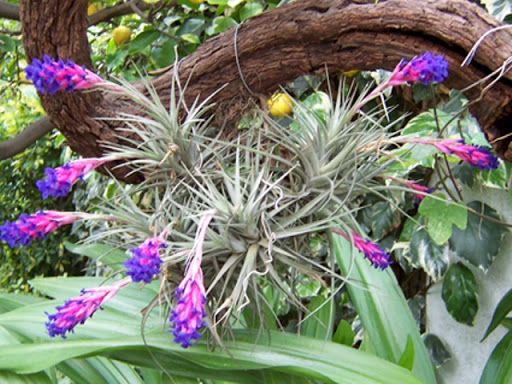 Tillandsia aeranthos