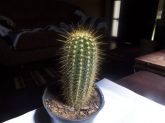 Helianthocereus poco