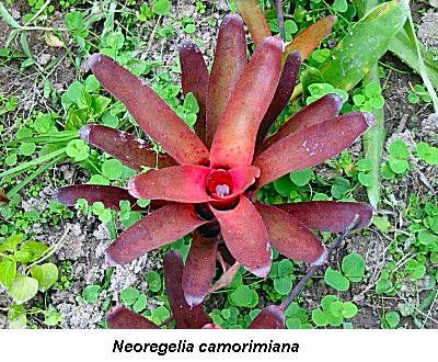 Neoregelia Camorimiana