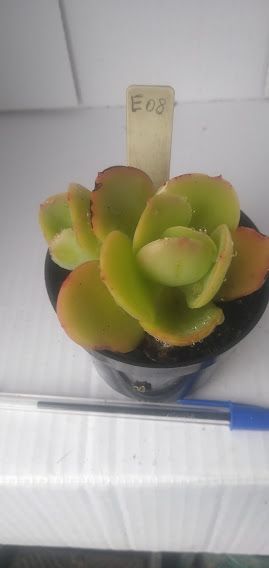 Echeveria Gigante Muda 08