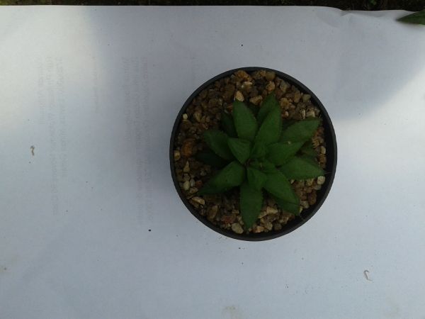 Haworthia VB02