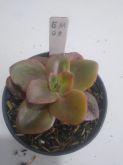 Echeveria gigante muda M9