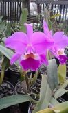 Cattleya labiata