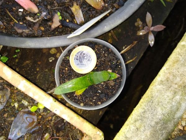 Gasteria croucheri - muda