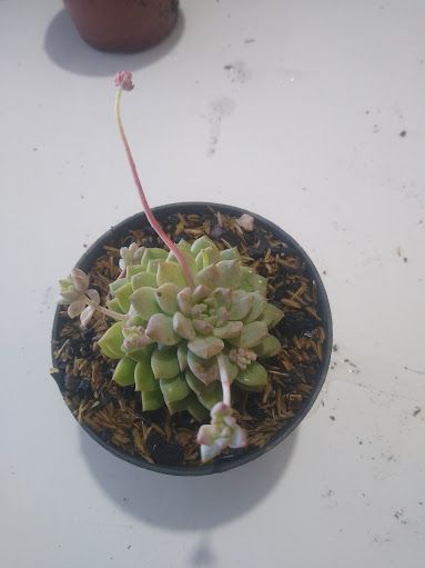 Echeveria prolifica