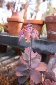 Kalanchoe fedtschenkoi