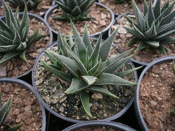 Haworthia Becaria
