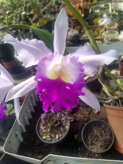 Cattleya hibrido VB12