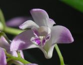 Dendrobium kingianum