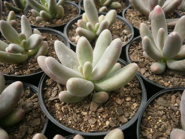 Pachyphytum fitkaui