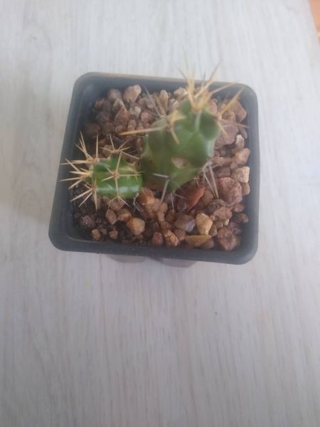 Echinocereus pentalophus