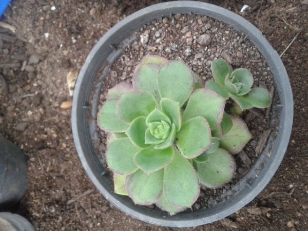 Aeonium haworthi