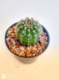 Echinopsis vb 01