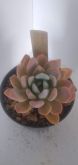 Pachyveria scheideckerii