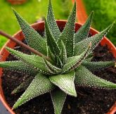 Haworthia atenuata var. Radula