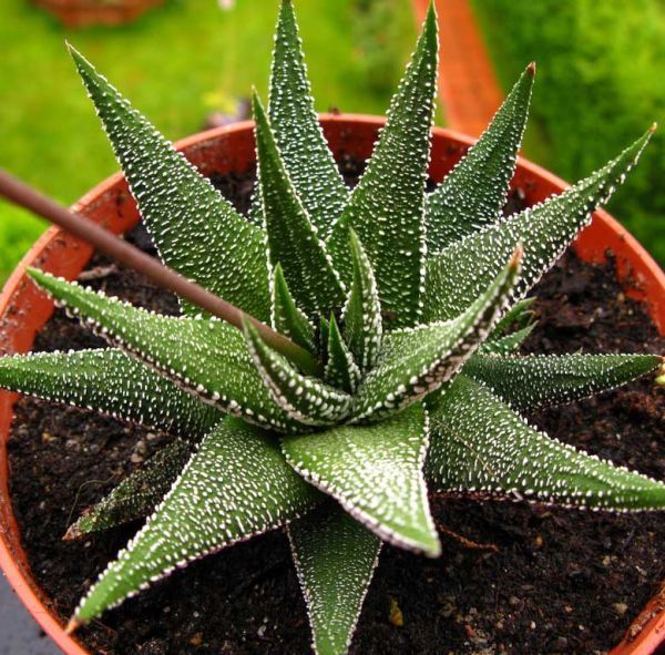 Haworthia atenuata var. Radula