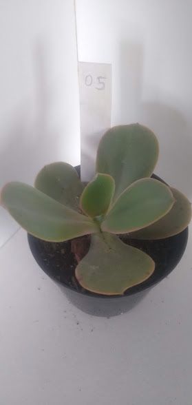 Echeveria gigante muda 05