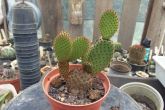 Opuntia microdaysis rufida