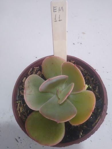 Echeveria gigante muda EM11