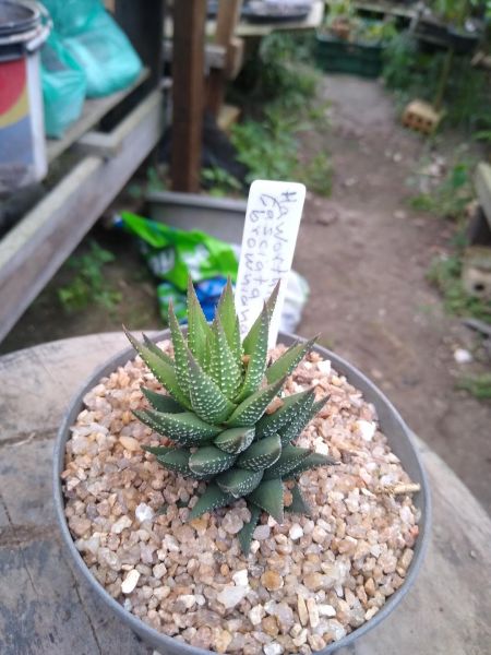 Haworthia fasciata var. brawniana