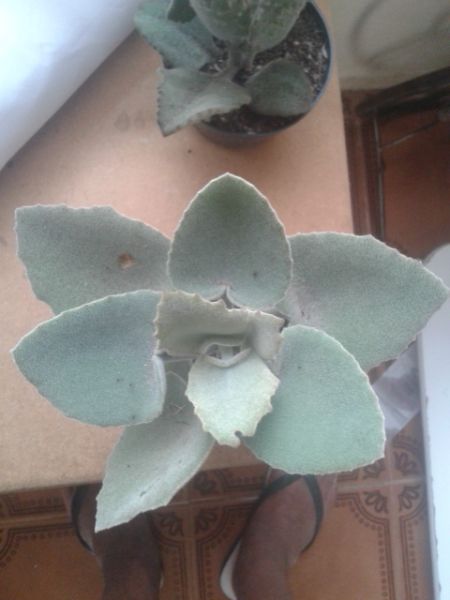 Kalanchoe beharensis