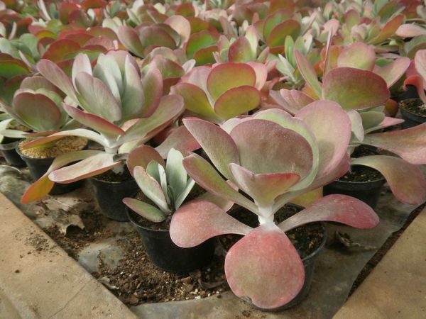 Kalanchoe tyrsiflora