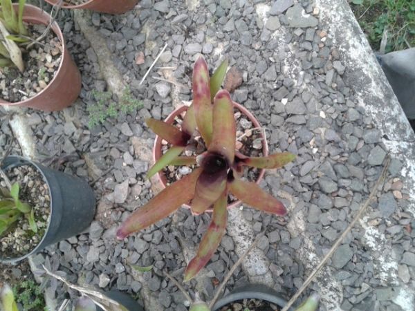 Neoregelia sp. VB03