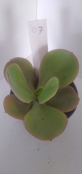 Echeveria gigante muda 07