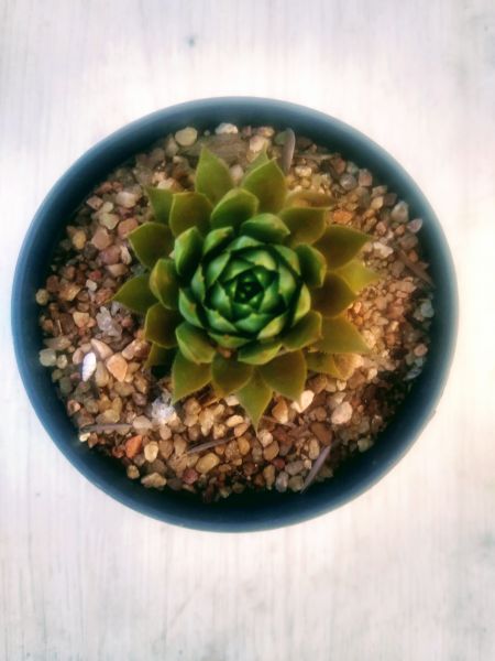 Sempervivum sp 1