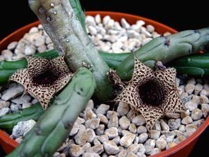 Huernia repens