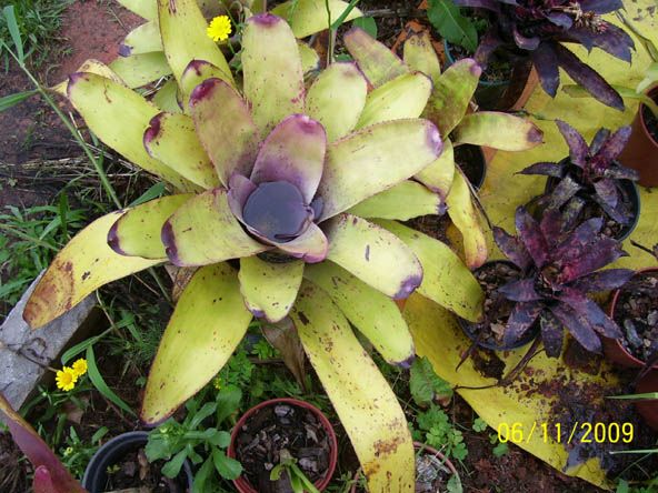 Neoregelia concentrica