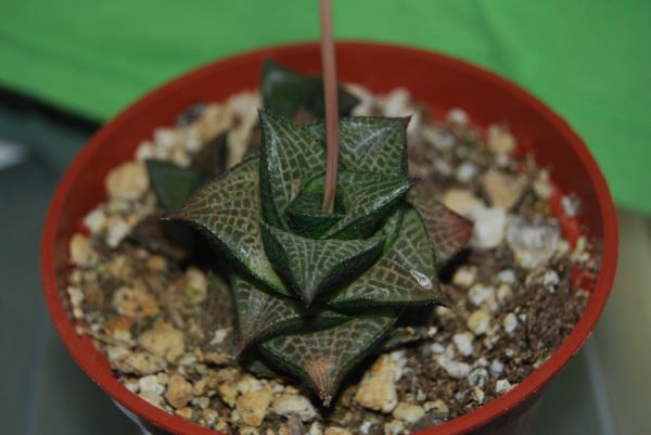 Haworthia tesselata