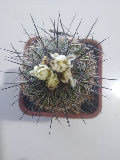 Stenocactus albatus