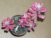 Sedum aurora